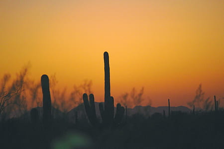 silhouette of cactus during sunset thumbnail