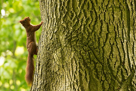 brown squirrel climbing on tree thumbnail