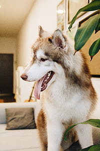 animal, dog, pet, cute thumbnail