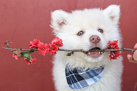 white Siberian husky puppy biting the twig with flowers thumbnail