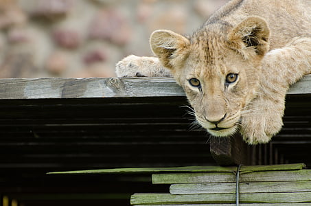 tan lioness on wooden slab thumbnail