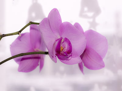 shallow focus photo of pink orchid flower thumbnail