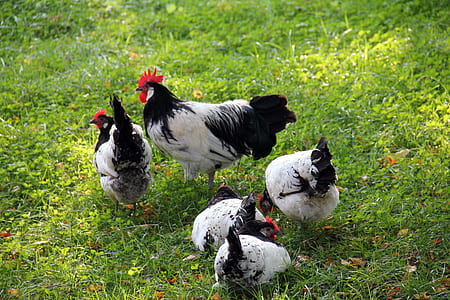 flock of white-and-black chickens on grass field thumbnail