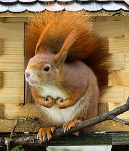 photo of brown squirrel on tree branch thumbnail