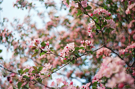 selective focus photography of pink Cherry Blossom flower thumbnail
