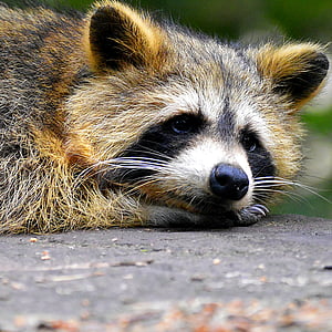 yellow racoon on gray stone during daytime thumbnail