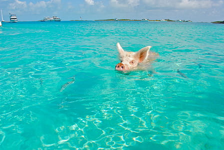 pig on body of water thumbnail