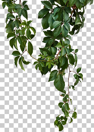 Vine, Green vines, green leafed plant PNG clipart