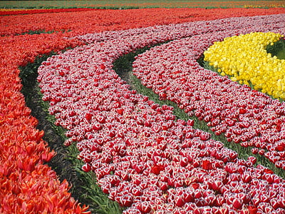 flowers of meadow thumbnail