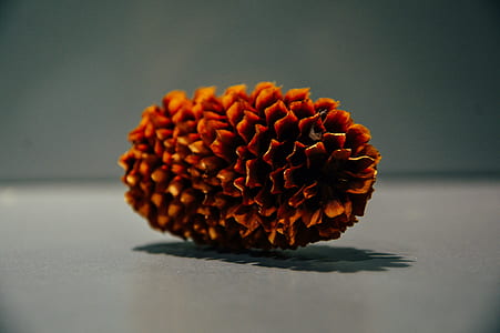 Pine Cone thumbnail