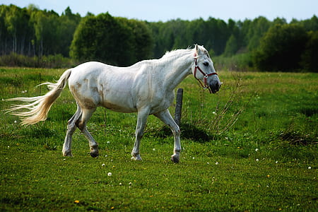 landscape, sky, field, animal thumbnail