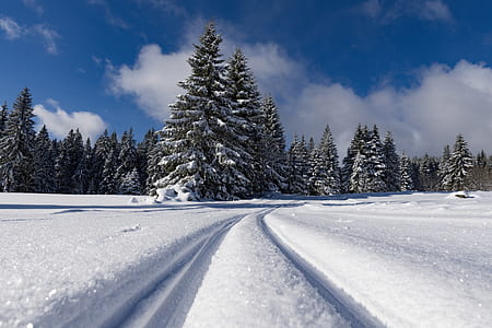 photo of snow covered land and pine trees thumbnail