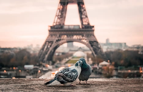 selective focus photography of two gray pigeons near Eiffel Tower thumbnail
