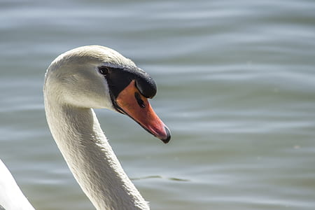 bird, animal, lake, river thumbnail