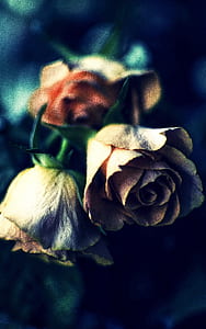 shallow photography of roses thumbnail