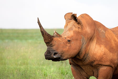 selective focus photograph of rhinoceros thumbnail