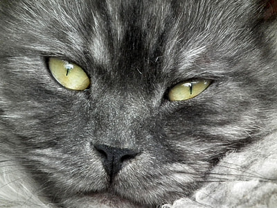 close-up photo of gray cat thumbnail