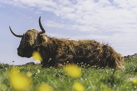brown cow lying on green grass thumbnail