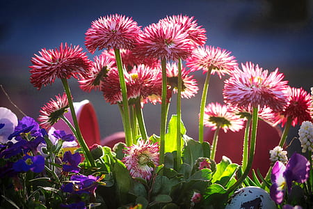 red petaled flower lot thumbnail