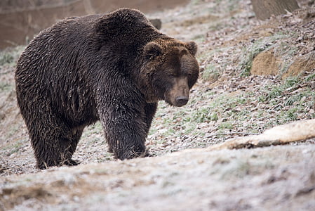 person taking photo of black bear thumbnail
