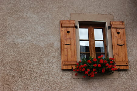 flowers, wall, plant, rustic thumbnail