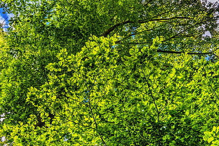 green leafed tree thumbnail