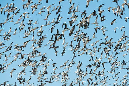 flocks of white flying birds at daytime thumbnail