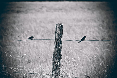 grayscale photography of two swallows perched on wire fence thumbnail