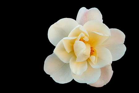 white tulip flower isolated on black background thumbnail