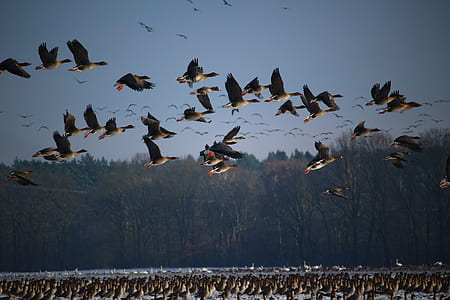 flock of ducks thumbnail