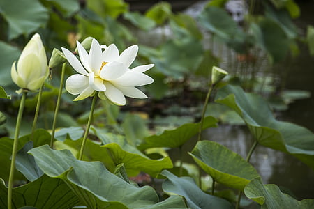 selective focus photo of white petaled flowers thumbnail