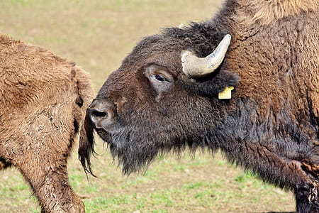 close-up photo of bison thumbnail