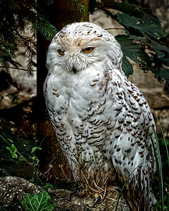 white and brown owl thumbnail