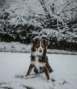 adult brown, black, and white Australian shepherd sitting on snowfield during daytime thumbnail