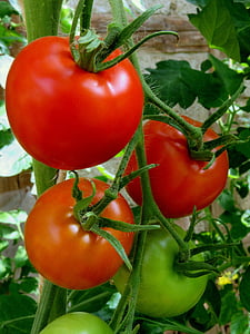 ripe and unripe tomatoes thumbnail