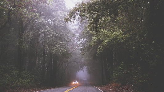 car with headlight turned on while traveling on concrete road between tall trees at daytime thumbnail