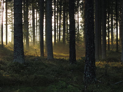 green trees with rays of sun at daytime thumbnail