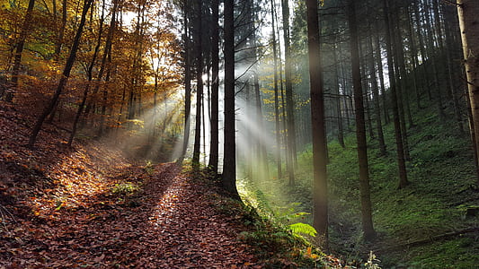 woods during daytime thumbnail