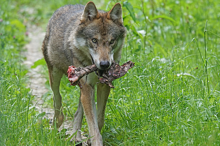 brown and white wolf biting a meat thumbnail