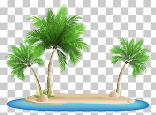 Palm Islands Arecaceae Palm Tree Png Clipart Free Cliparts