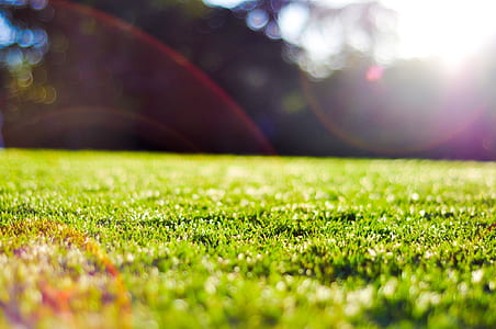green grass field thumbnail
