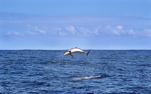 dolphin jumping on sea thumbnail