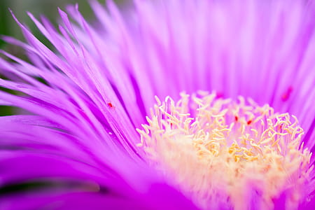 closeup photo of purple petaled flowers thumbnail