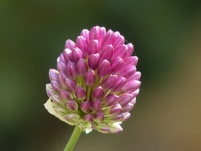 macro shot of purple cluster flower thumbnail