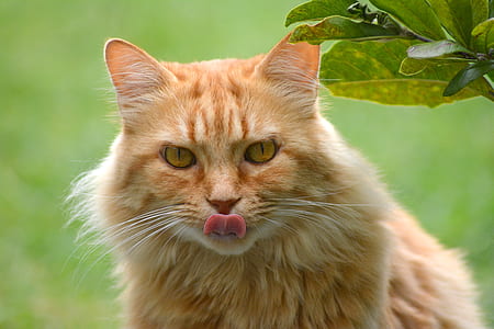 close-up photography of orange tabby cat thumbnail