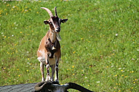 goat on green field thumbnail