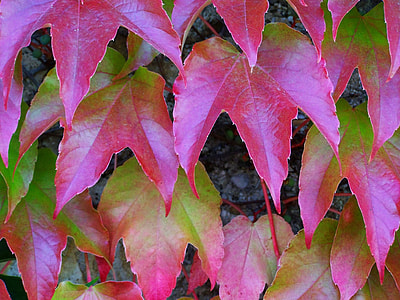 Wild Grapes, Autumn Colors thumbnail