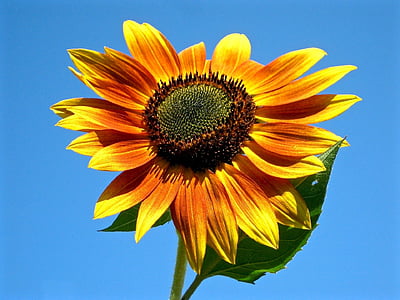 closeup photography of sunflower thumbnail