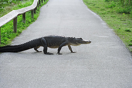 selective focus photography of crocodile on road thumbnail