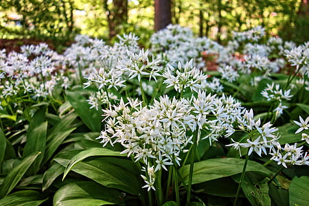 close-up photo of white petaled flowers thumbnail